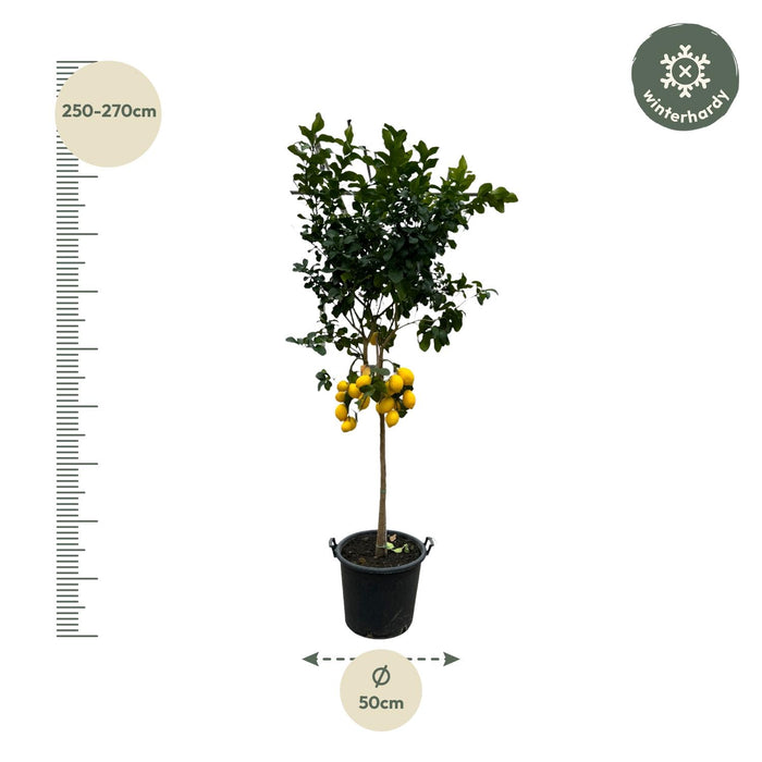 Citrus Lemon - Citroenboom - ↕260cm - Ø50cm