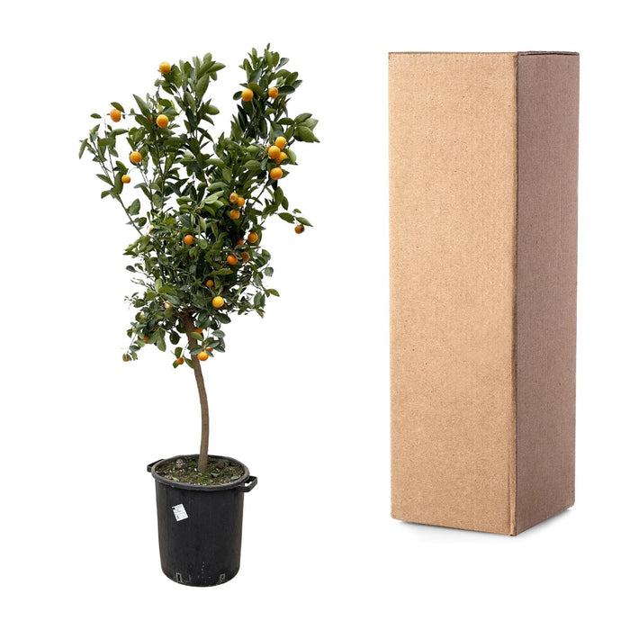 Citrus Calamondin - ↕200cm - Ø40cm