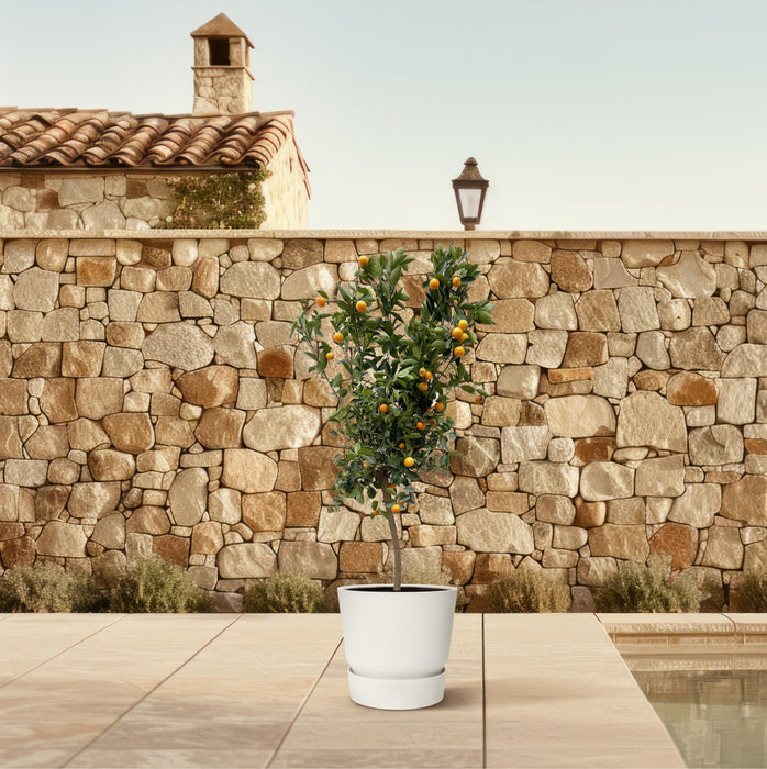 Citrus Calamondin - ↕200cm - Ø40cm