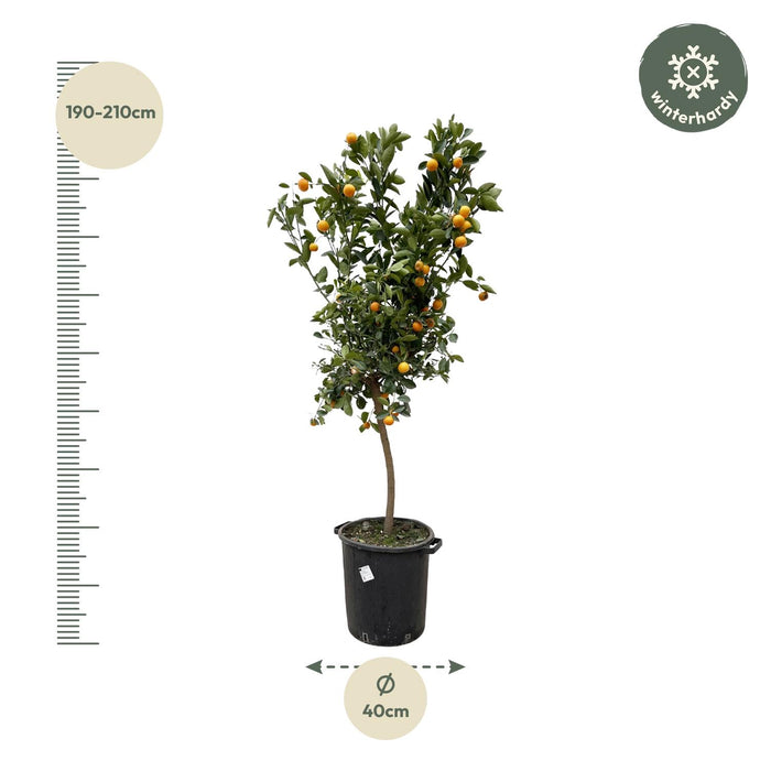 Citrus Calamondin - ↕200cm - Ø40cm