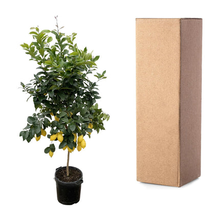 Limone - Albero di limoni - ↕210cm - Ø40cm