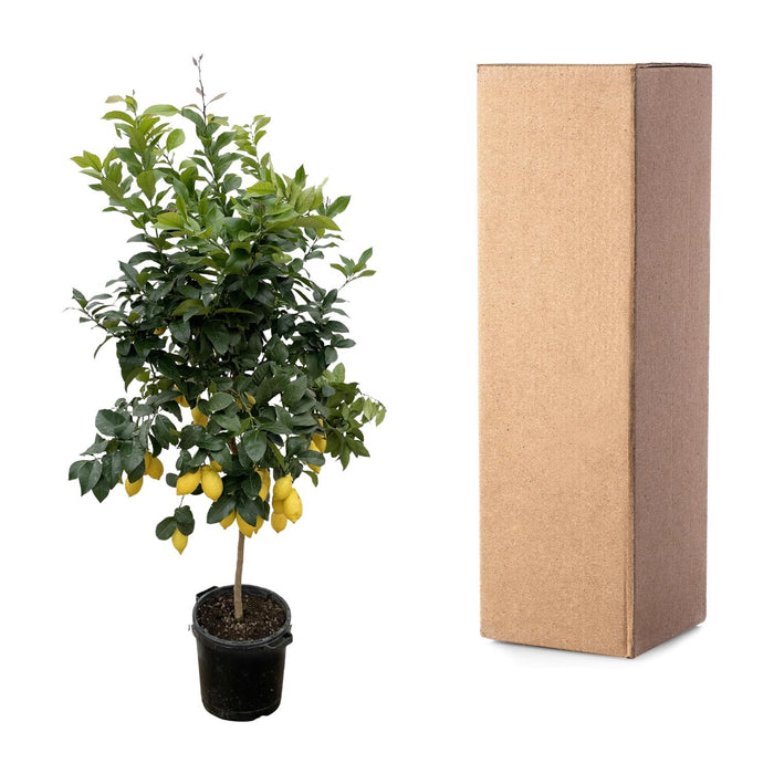 Citrus Lemon - Citroenboom - ↕210cm - Ø40cm