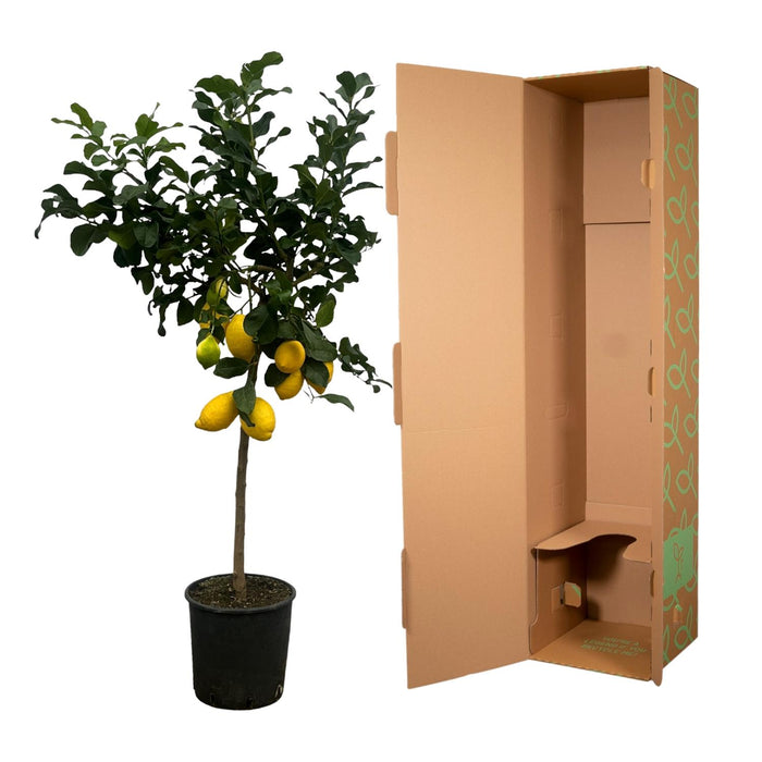 Citrus Lemon - Citroenboom - ↕150cm - Ø24cm