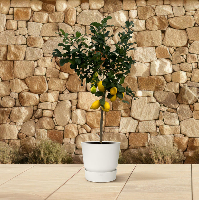 Citrus Lemon - Citroenboom - ↕150cm - Ø24cm