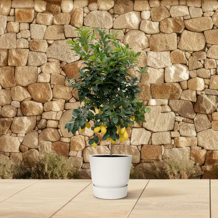 Limone - Albero di limoni - ↕210cm - Ø40cm