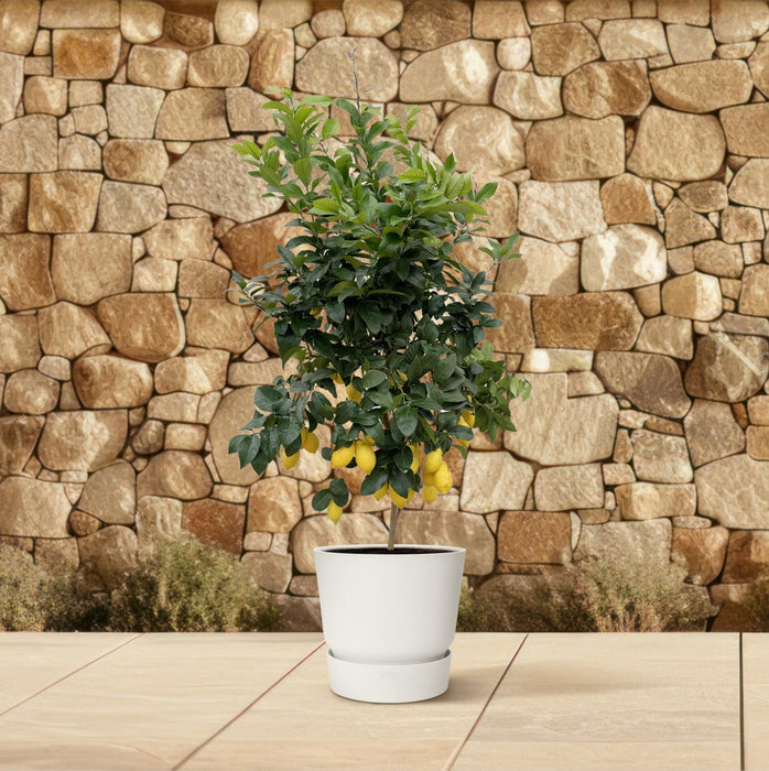 Citrus Lemon - Citroenboom - ↕210cm - Ø40cm