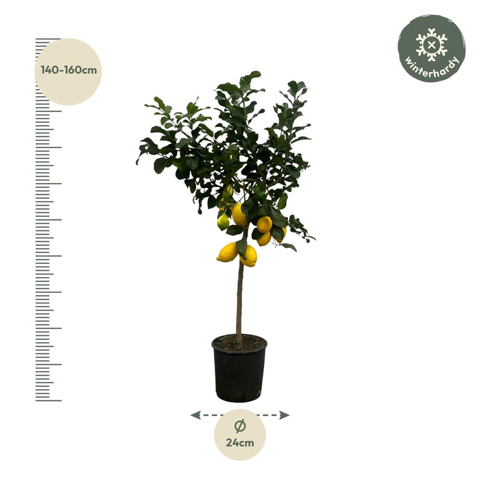 Citrus Lemon - Citroenboom - ↕150cm - Ø24cm