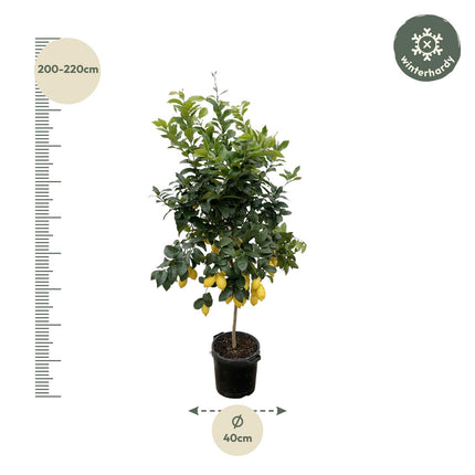 Limone - Albero di limoni - ↕210cm - Ø40cm