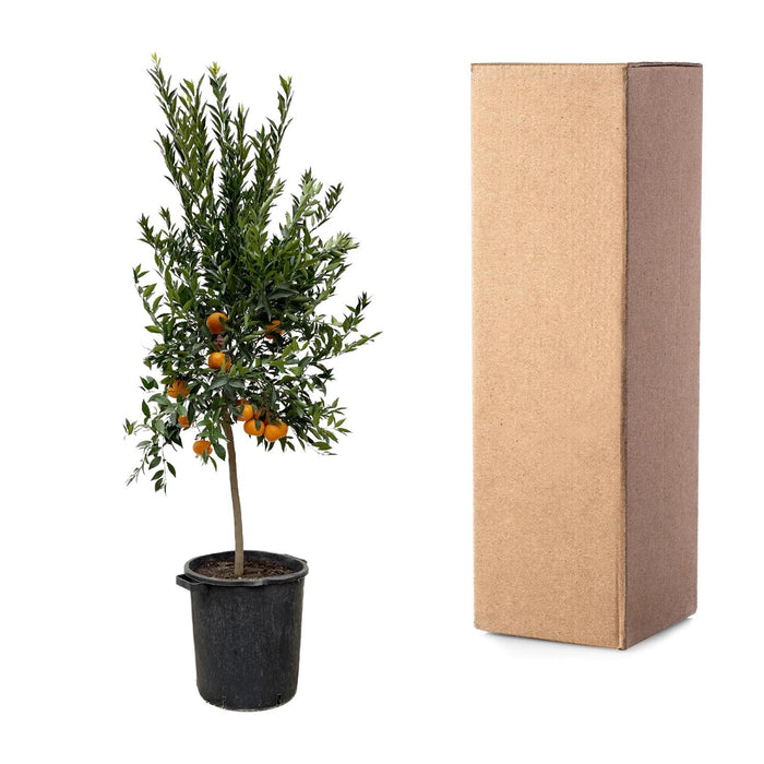 Citrus Mandarino - Mandarijnen boom - ↕200cm - Ø40cm