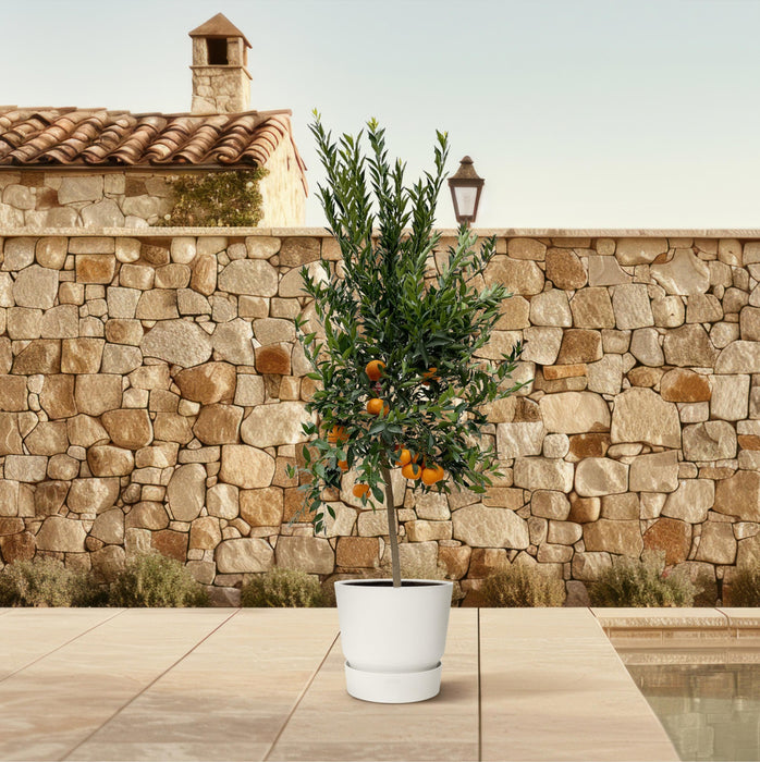 Citrus Mandarino - Mandarijnen boom - ↕200cm - Ø40cm