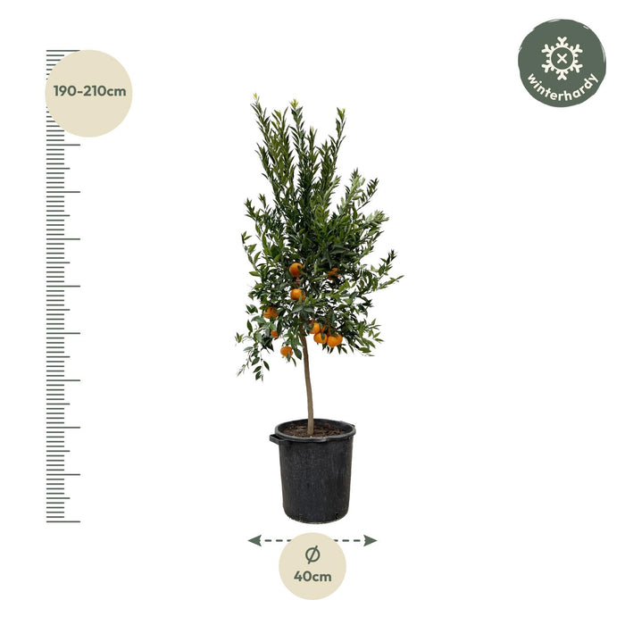 Citrus Mandarino - Mandarijnen boom - ↕200cm - Ø40cm