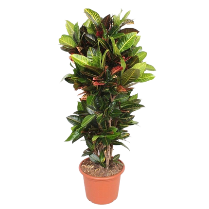 Codiaeum Petra - Croton - ↕180cm