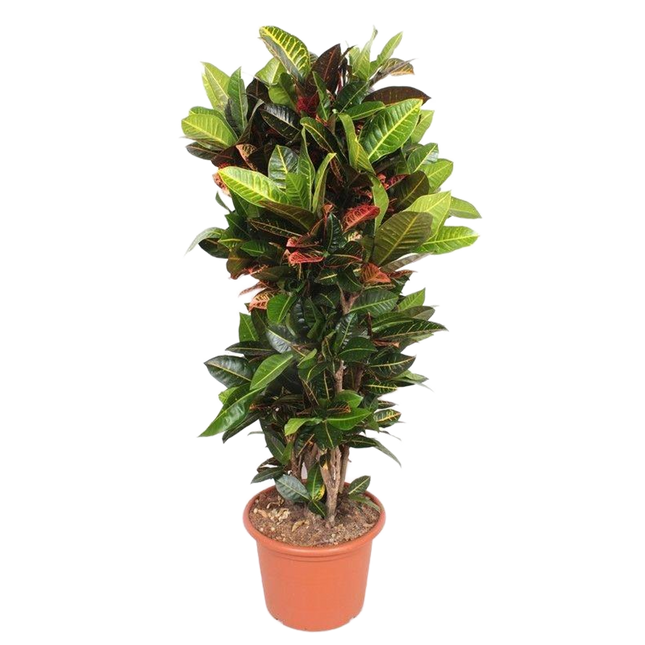 Codiaeum Petra - Kroton - ↕180cm
