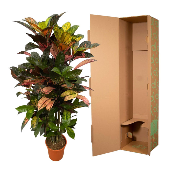 Codiaeum (Croton) Iceton vertakt - ↕130cm - Ø21cm