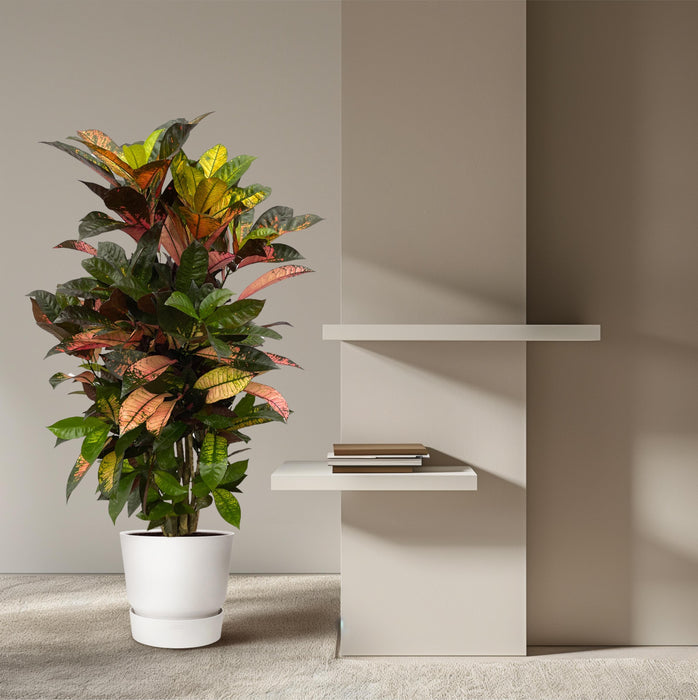 Codiaeum (Croton) Iceton vertakt - ↕130cm - Ø21cm