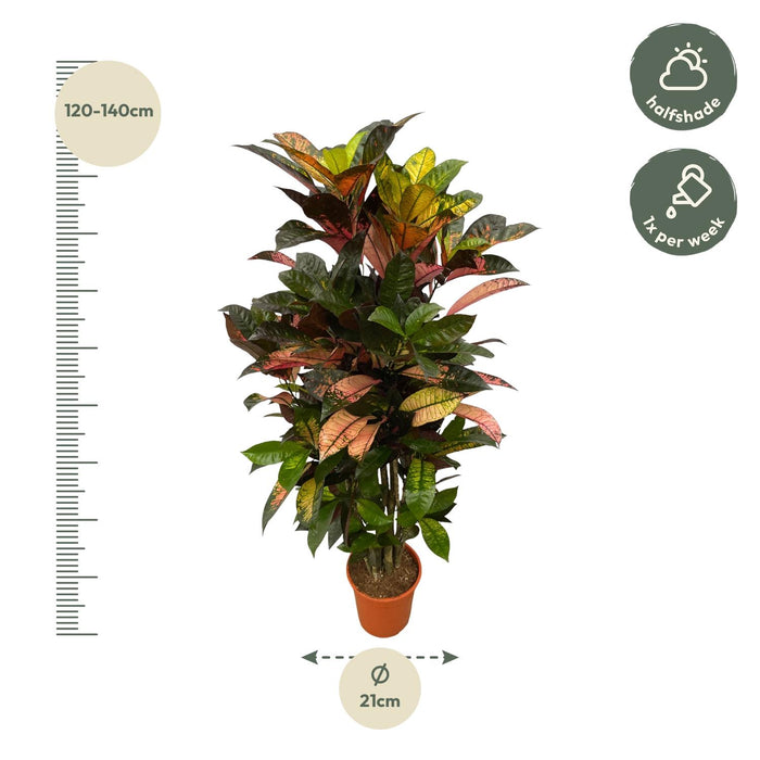 Codiaeum (Croton) Iceton vertakt - ↕130cm - Ø21cm