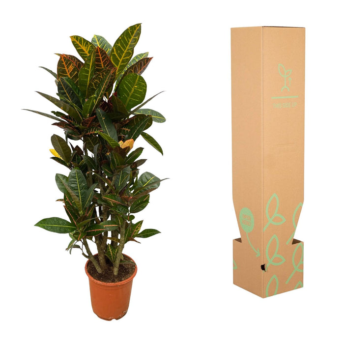 Codiaeum (Croton) Petra vertakt - ↕100cm - Ø21cm
