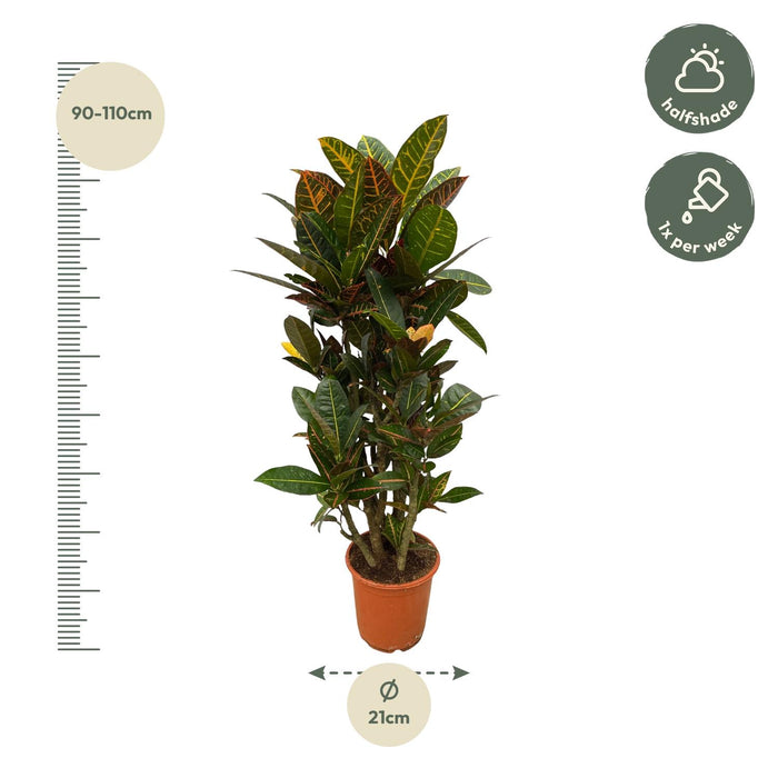 Codiaeum (Croton) Petra vertakt - ↕100cm - Ø21cm