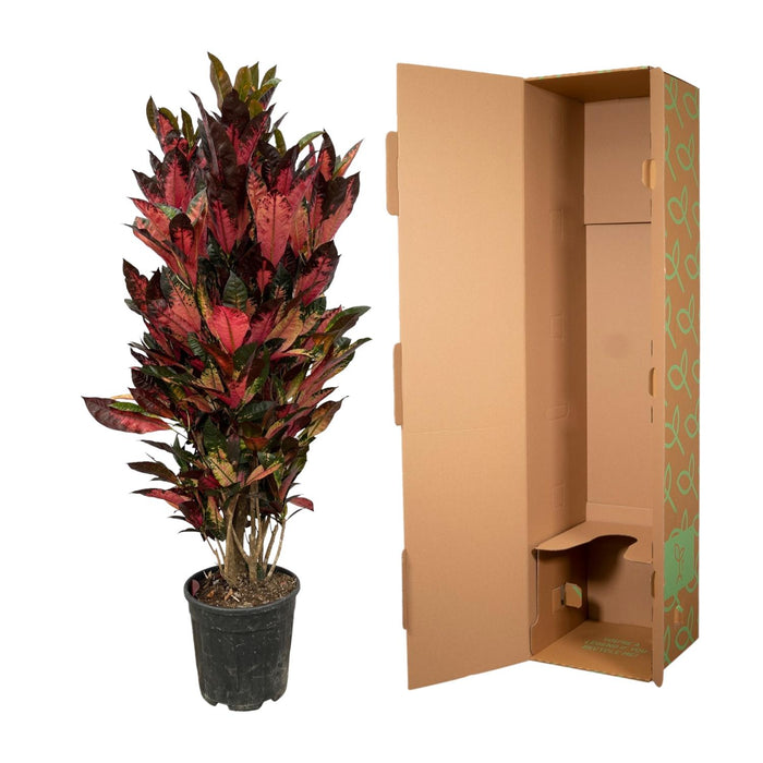Codiaeum Iceton (Croton) - ↕150 cm - Ø30cm