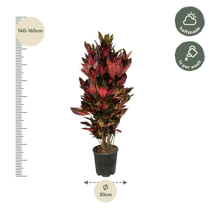 Codiaeum Iceton (Croton) - ↕150 cm - Ø30cm