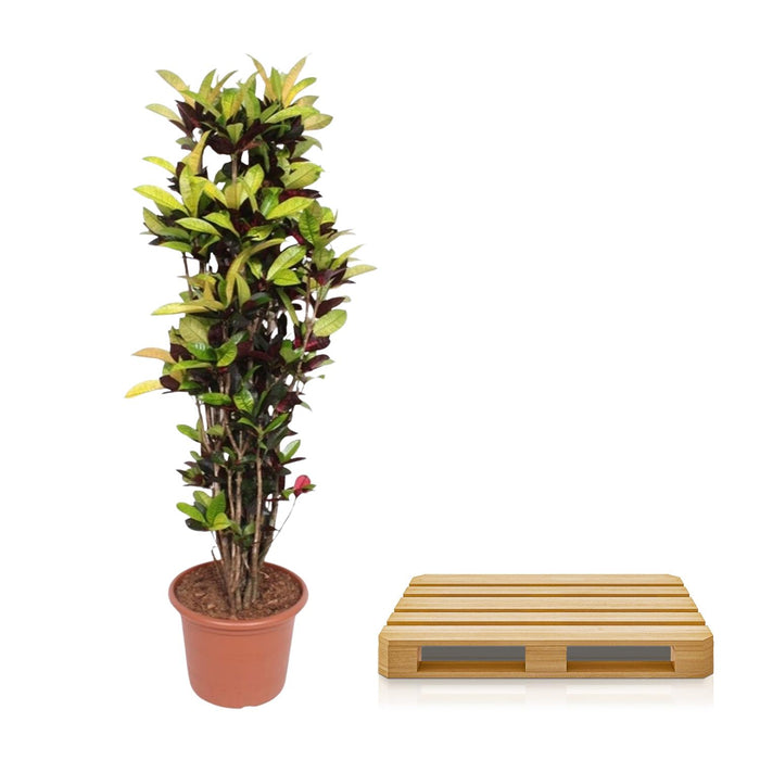 Codiaeum Iceton (Croton Iceton) - ↕190cm - Ø45cm