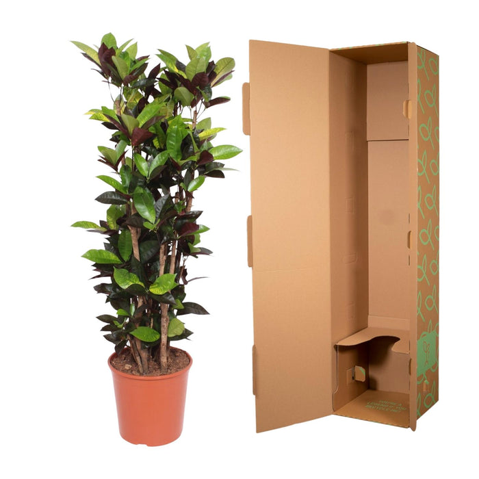 Codiaeum Iceton (Croton Iceton) - ↕140cm - Ø30cm