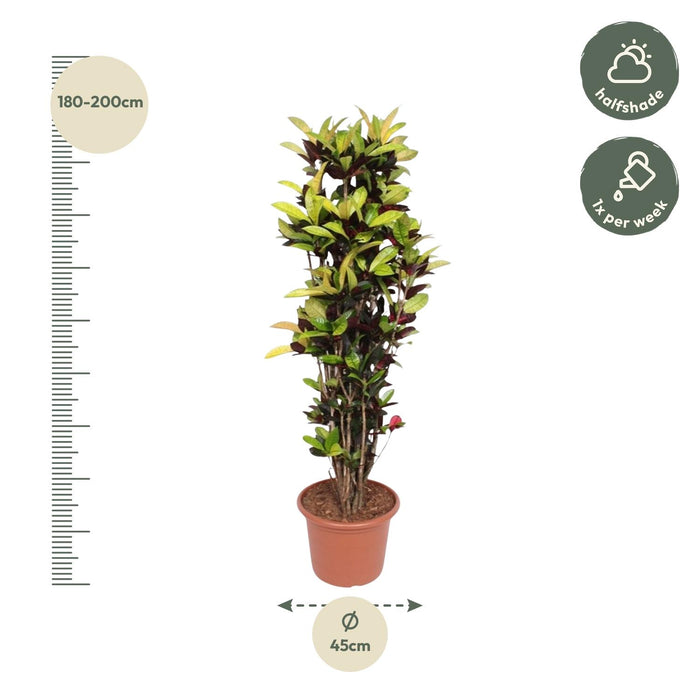 Codiaeum Iceton (Croton Iceton) - ↕190cm - Ø45cm