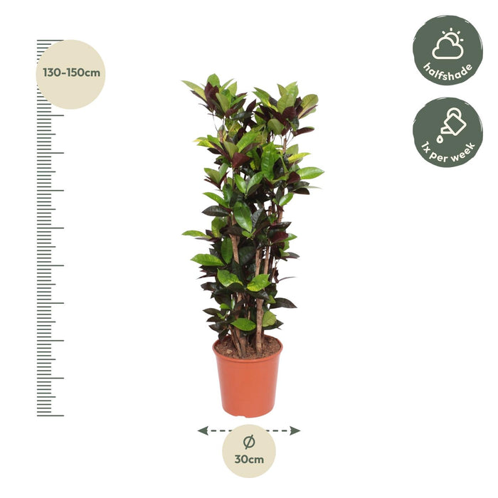 Codiaeum Iceton (Croton Iceton) - ↕140cm - Ø30cm
