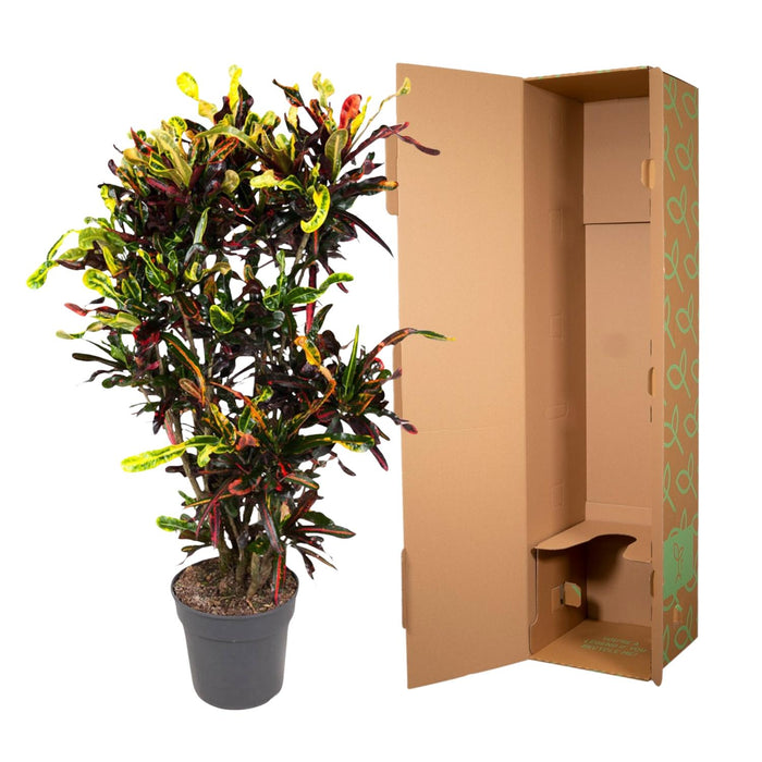 Codiaeum Mammi vertakt - Croton - ↕120 cm - Ø31cm