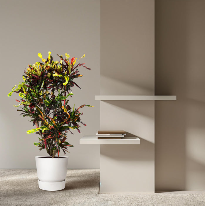Codiaeum Mammi vertakt - Croton - ↕120 cm - Ø31cm