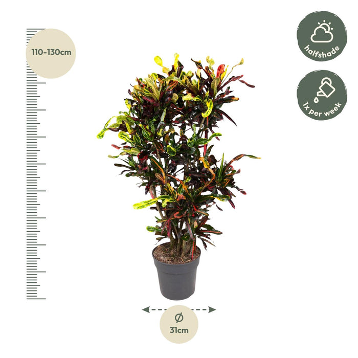 Codiaeum Mammi vertakt - Croton - ↕120 cm - Ø31cm