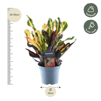 Codiaeum Variegatum 'Mammi' - Crotone - ↕30 cm - Ø12cm