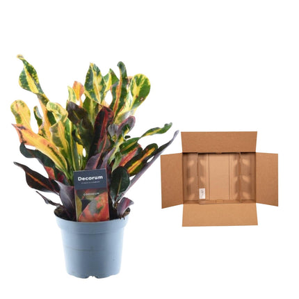 Codiaeum Variegatum 'Mammi' - Crotone - ↕30 cm - Ø12cm