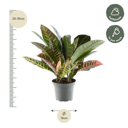 Codiaeum variegatum 'Petra' - Croton - ↕30 cm - Ø12cm