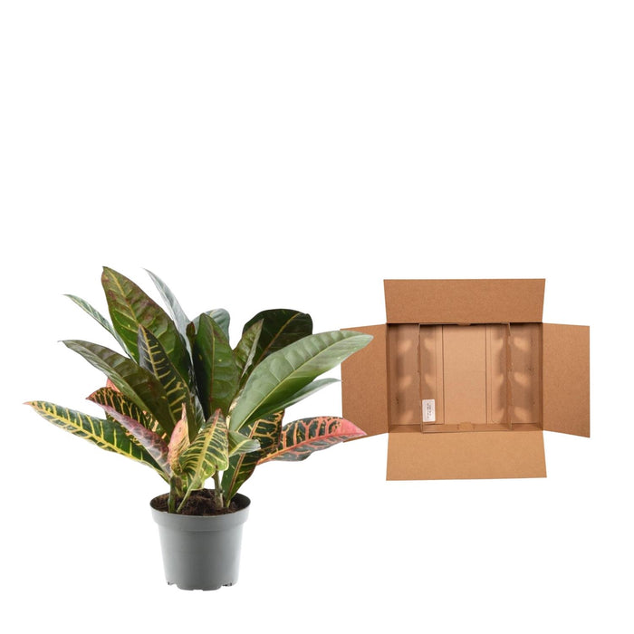 Codiaeum variegatum 'Petra' - Croton - ↕30 cm - Ø12cm