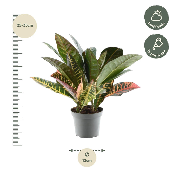 Codiaeum variegatum 'Petra' - Croton - ↕30 cm - Ø12cm