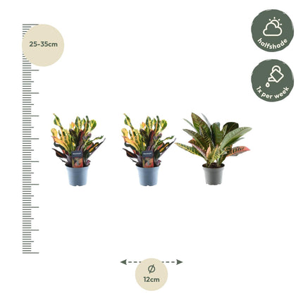 Codiaeum mix - Croton - ↕30cm - Ø12cm - 3x