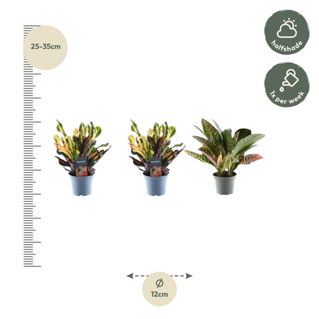 Codiaeum-mix - Croton - ↕30cm - Ø12cm - 3x