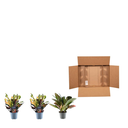 Codiaeum mix - Croton - ↕30cm - Ø12cm - 3x