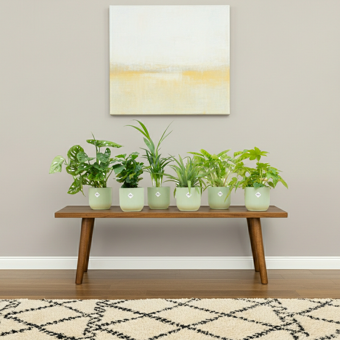 Verrassingsbox - 6 planten inclusief elho Vibes Fold Round sorbet groen - Ø14cm