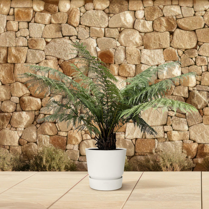 Dicksonia Antarctica - ↕160cm - Ø40cm