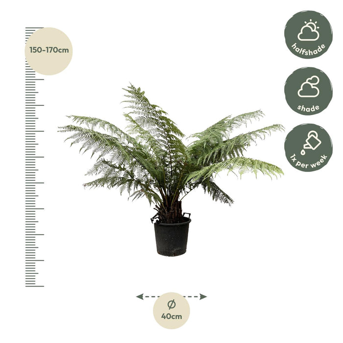 Dicksonia Antarctica - ↕160cm - Ø40cm