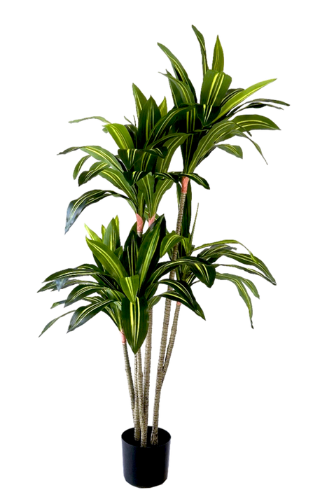Kunstplant Dracaena Fragnans - ↕150cm