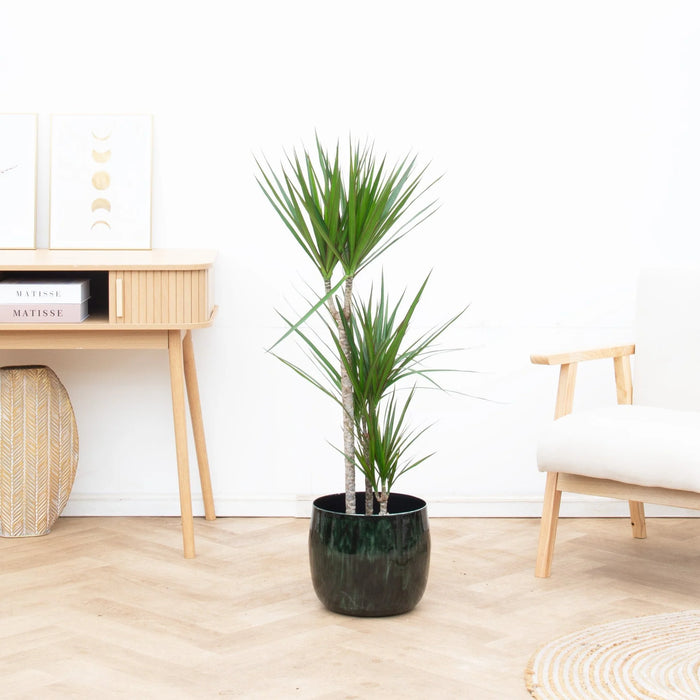 Dracaena Marginata - ↕120cm - Ø21cm - Drakenplant