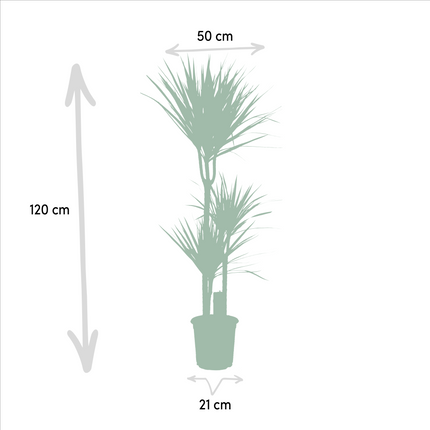 Dracaena - ↕120cm - Ø21cm + Dracaena - ↕70cm - Ø17cm