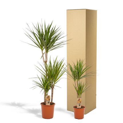 Dracaena - ↕120cm - Ø21cm + Dracaena - ↕70cm - Ø17cm