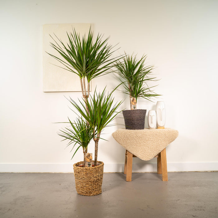 Dracaena - ↕120cm - Ø21cm + Dracaena - ↕70cm - Ø17cm