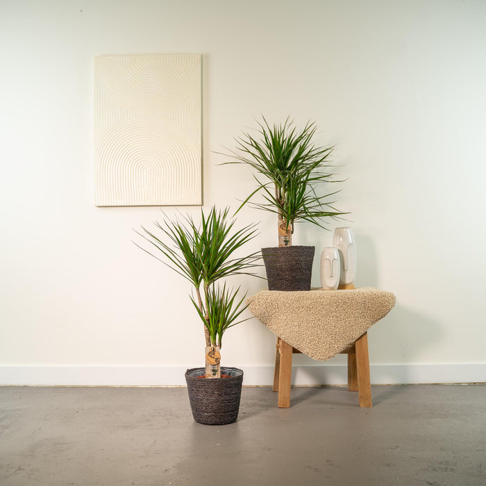Dracaena - ↕90cm - Ø17cm - Drakenplant - 2x