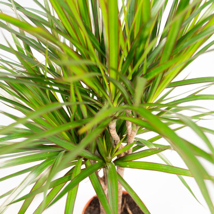 Dracaena - ↕90cm - Ø17cm - Drakenplant - 2x