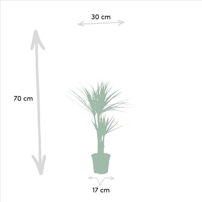 Dracaena - ↕90cm - Ø17cm - Drakenplant - 2x